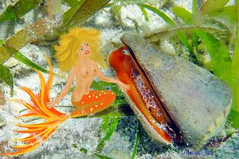 Mermaid with Conch Mermaid chatting with a Conch shell Strombus luhuanus