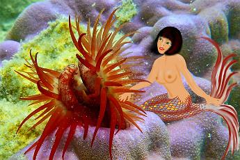 Mermaid flame Mermaid with a flame scallop