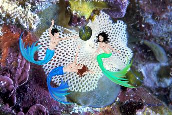 Volly Mermaids playing volleyball