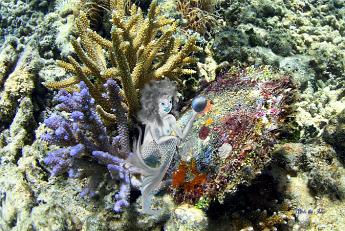 Mermaid Pearl Mermaid playing with a black pearl from a reef oyster