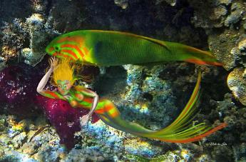 Camo Mermaid Mermaid mimicking a Thalassona lutescens wrasse