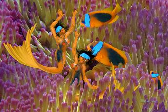 Mermaid clownings Mermaids clowning with clownfish in an anemone.