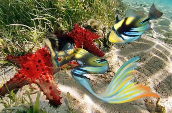 Mermaid Picasso Mermaid mimicking a Picasso Triggerfish Rhinecanthus aculeatus