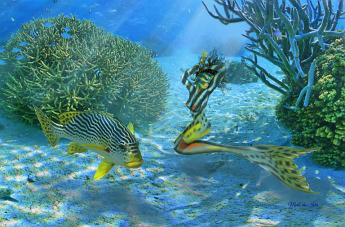 Sweetlips Mermaid Mermaid mimicking a Diagonal-banded Sweetlips Plectorhinchus lineatus