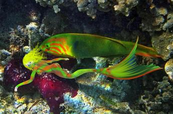 Undercover Mermaid Mermaid mimicking a Thalassona lutescens wrasse