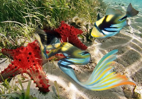 Camouflaged Mermaids Mermaids mimicking other sea creatures